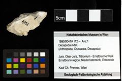 Foto (Objekt + Etiketten) von Decapoda indet. 